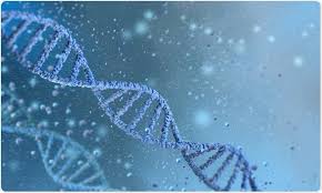 Failure of immune system linked to macular degeneration