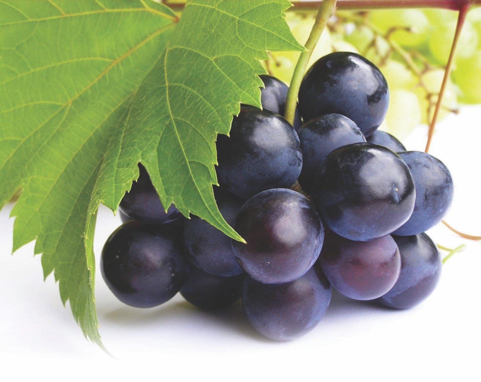 Is Resveratrol The Best Supplement Ingredient Yet?