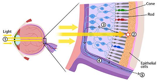 Rhodopsin and Retinal Physiology