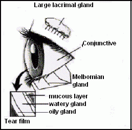 Dry Eye Syndrome - Information and Advice