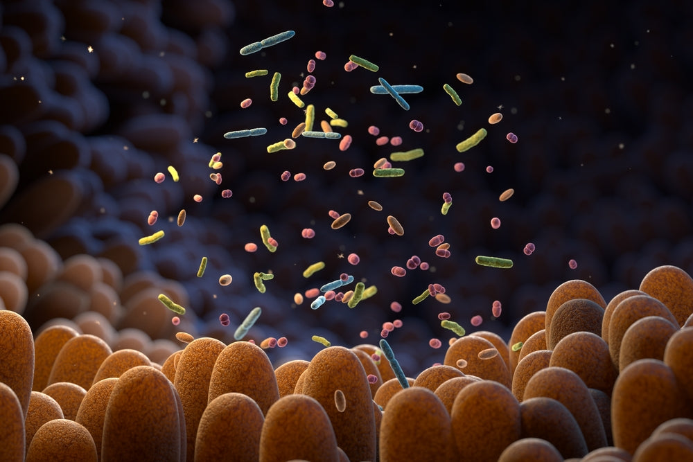 The gut connection to diabetic retinopathy